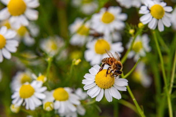 istock Macro of a honey bee (apis mellifera) sitting on a chamomile blossom 1502427829