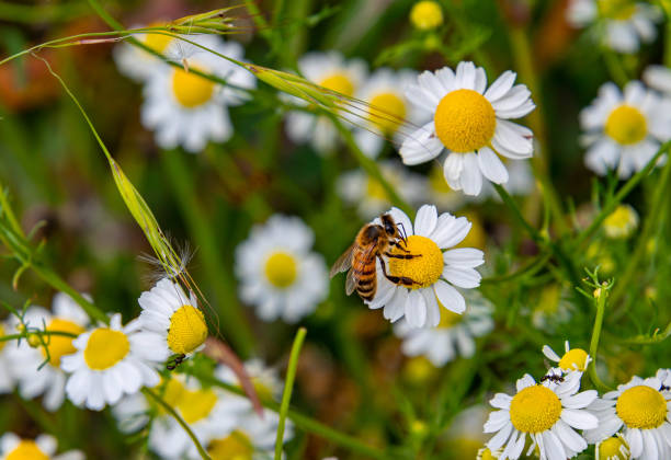 istock Macro of a honey bee (apis mellifera) sitting on a chamomile blossom 1502427861