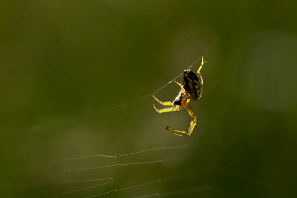 Close-up of spider waiting on its web in nature.