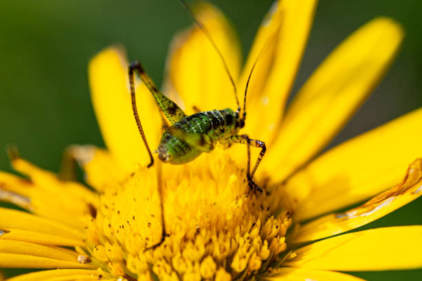 Macro of Small Grasshopper on Yellow Flower.