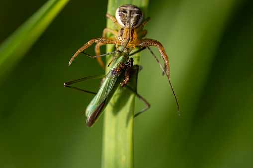 Macro of Spider and Flies Eating a Grasshopper on Blade of Grass.