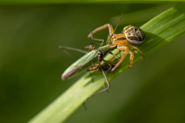istock Spider Eating a Grasshopper on Blade of Grass 1502428054