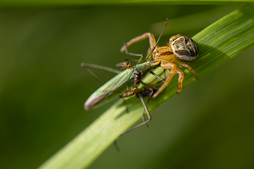 Spider Eating a Grasshopper on Blade of Grass.