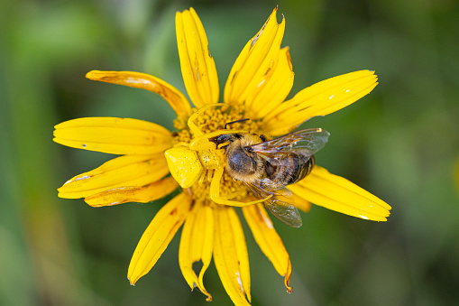 Camouflaged Goldenrod Spider Eating a Bee on Yellow Flower.