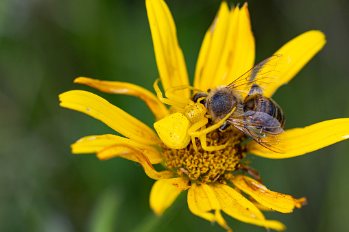 Close-up of Goldenrod Spider Eating a Bee on Yellow Flower.