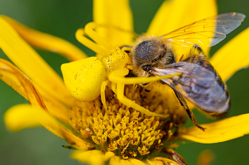Goldenrod Spider Eating a Bee on Butter Daisy Flower.