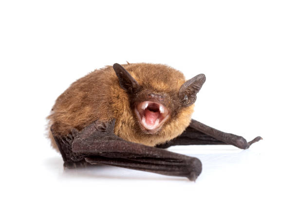 istock Pipistrellus pipistrellus in studio 1502429445