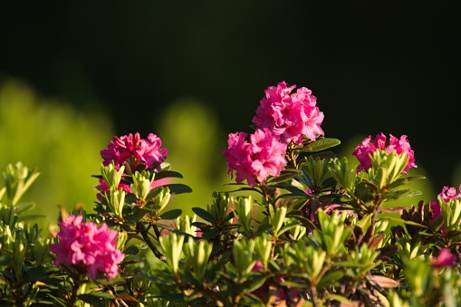 The red color in summer on the mountains brings the beautiful alpine rose, Rhododendron hirsutum