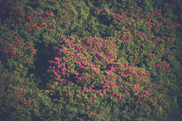 The red color in summer on the mountains brings the beautiful alpine rose, Rhododendron hirsutum