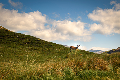 A summer HDR image of a Red Deer, Cervus elaphus scoticus, alone, roaming in the hills of Glenshieldaig, Scotland. 6th June 2023