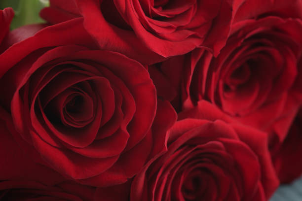 red roses on light blue wood background, shallow focus
