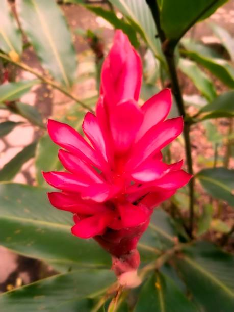 istock Red ginger flowers with leaves grow in the courtyard 1502433393