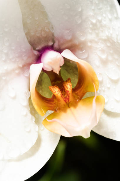 Close up of orchid with dew drops