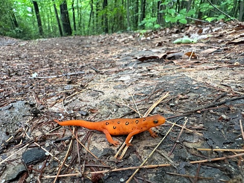 Commonly known as the eastern newt, It frequents small lakes, ponds, and streams or nearby wet forests. The eastern newt produces tetrodotoxin, which makes the species unpalatable to predatory fish and crayfish. It has a lifespan of 12 to 15 years in the wild, and it may grow to 5 in in length.