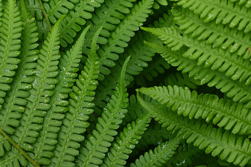 Fern abstract in summer, Connecticut