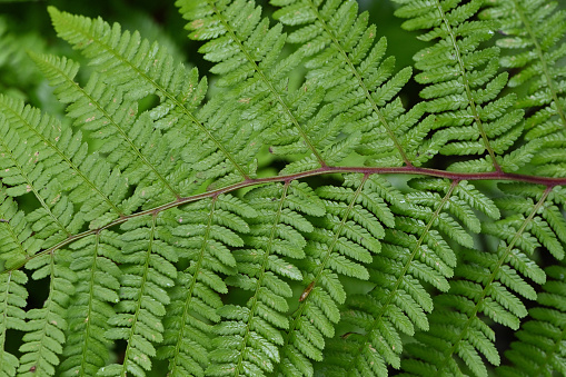Abstract of fern with red stem. Taken in the wilds of Connecticut, summer.