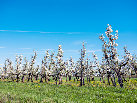 Springtime in the orchard with old apple trees in a meadow and cows in the distant background. Wide panoramic landscape image