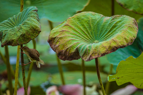 Birds on the lotus leaves in the pond,