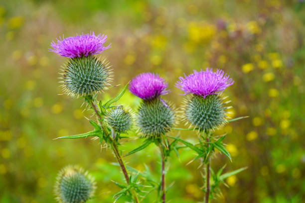 istock Close up of purple thistle flowers 1502450153