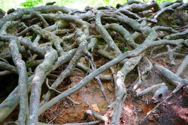istock Close up of exposed tree roots 1502450181