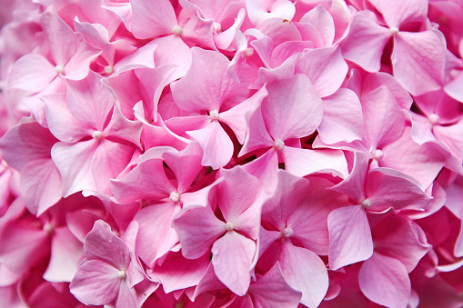 Macro view of gentle pink hydrangea flowers and petals. Herbs and flowers background textures