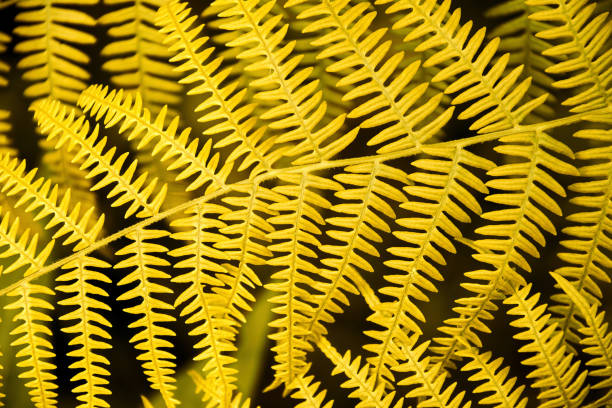 Orange autumn fern leaves close up view. Details macro view of foliage in the forest