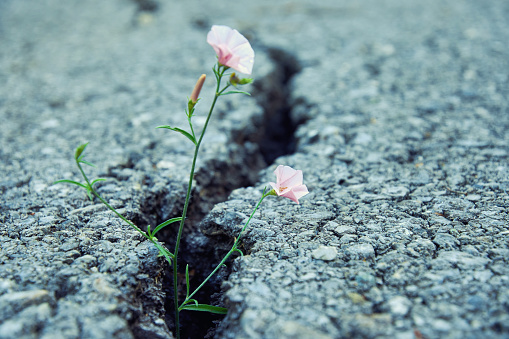 Tiny pink flower growth through the crack in old asphalt road. Conceptual image of nature strength