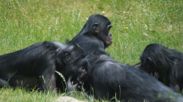 Bonobos relaxing