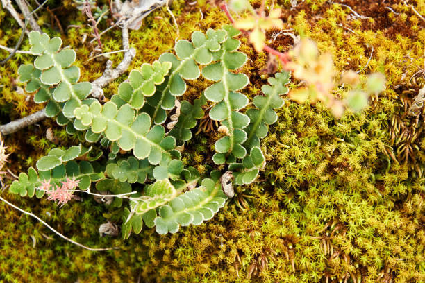 コケの上のアスプレニウム植物の成長 - water rainforest frond tropical climate ストックフォトと画像