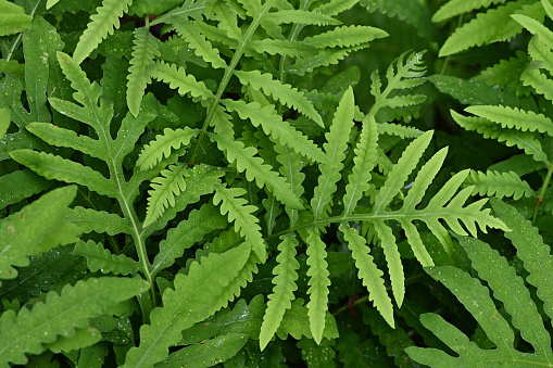 Abstract composition of fronds of the sensitive fern. Very sensitive to cold and other environmental factors, it dies in autumn at the first significant drop in temperature. Taken in Connecticut.