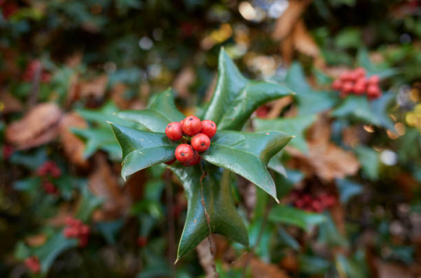 istock Ilex aquifolium branch close up 1502453630
