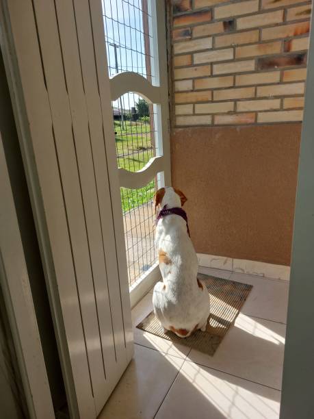 istock dog looking out of the window 1502455021