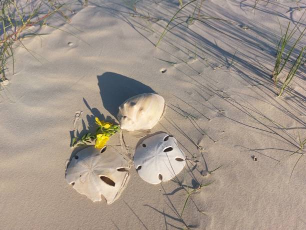 istock Two starfish and sea shell  on the beach sand 1502455049
