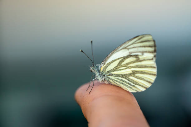 istock Aporia crataegi Butterfly Macro Shot 1502455454
