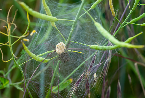 spider mites in the garden