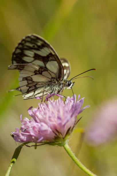 istock Butterflys and Flowers 1502457457