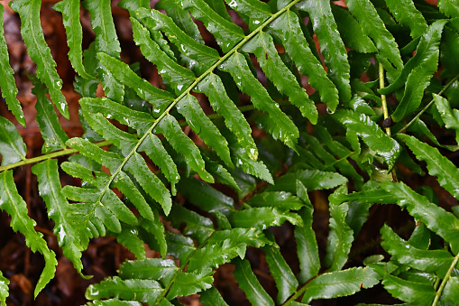 Christmas fern with raindrops in summer, Connecticut. So named because it stays green through Christmas.