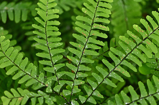 Fronds of the maidenhair fern. A distinctive and graceful fern. Taken in Connecticut.
