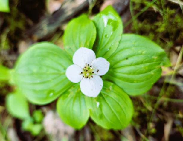 istock Close-up of White Flower in Forest 1502458536