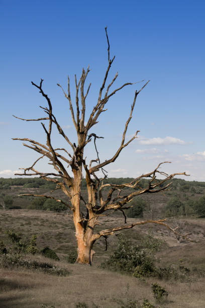 istock A dead tree in a field with a blue sky 1502459469