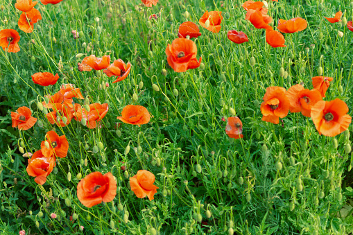 Field of poppy flowers