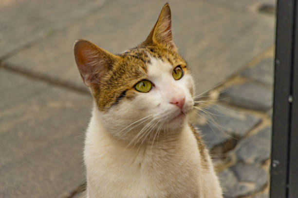 istock Bucharest. Romania. Romanian beautiful cat. 1502459689