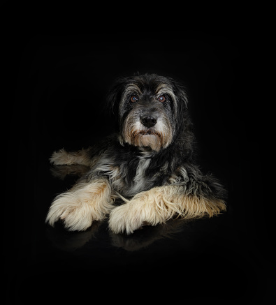 Portrait elderly mixed-breed dog looking at camera and lying down. Isolated black background