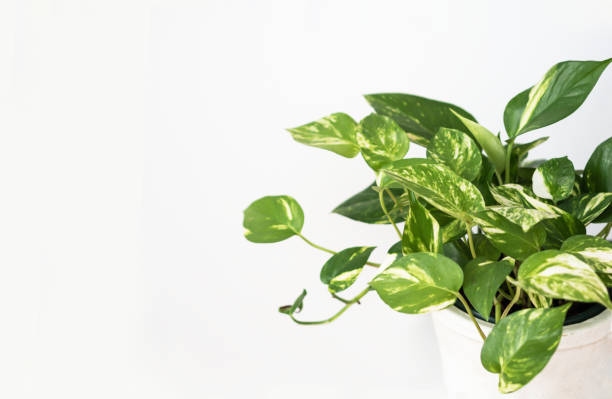 istock Philodendron houseplant in white pot on white background. 1502459928