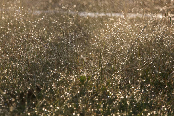 istock Soft raindrops on the grass with sunlight during summer afternoon 1502459957