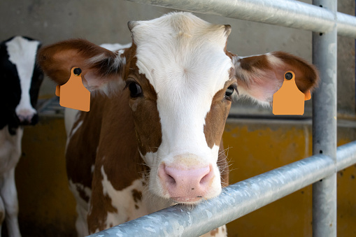 Brown and white cow, is enclosed in a farm, looks at the camera, behind is a larger black cow, farm breeding cows for later sale of meat. young calf looks at the camera.