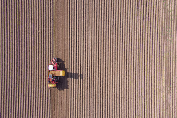 istock Agricultural potato combine harvester 1502461209