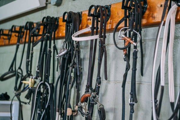 cabezas de entrenamiento de cuero en un centro de entrenamiento de caballos de carreras - halter fotografías e imágenes de stock