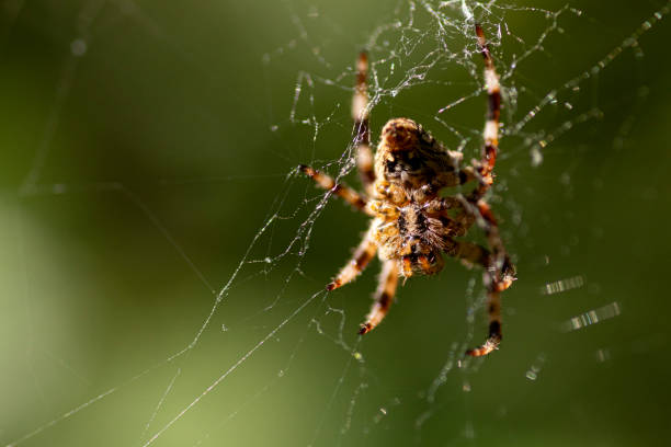 istock spider on the web in nature. close-up. macro 1502461633