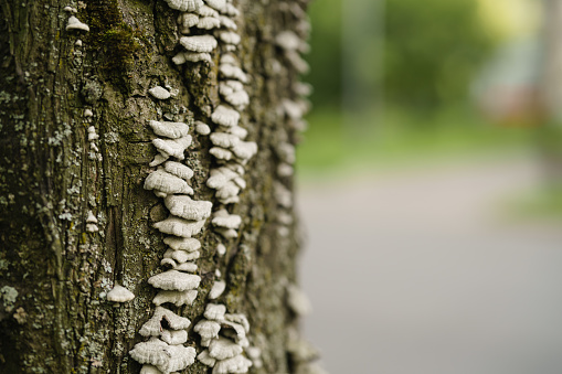 white mushrooms on linden tree trunk, closeup photo